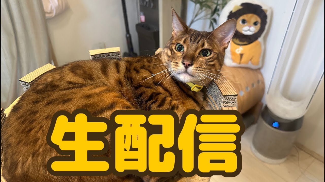 【生配信5/29】梅雨に入ってきてぐずつく天気の日は猫でも見て過ごしませんか？生配信