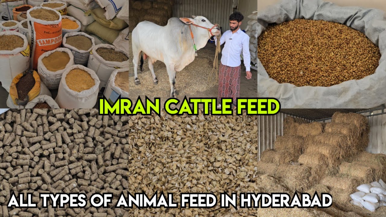Imran Cattle Feed shop in Hyderabad | all types of animal feed available in Hyderabad | Ongole Bulls