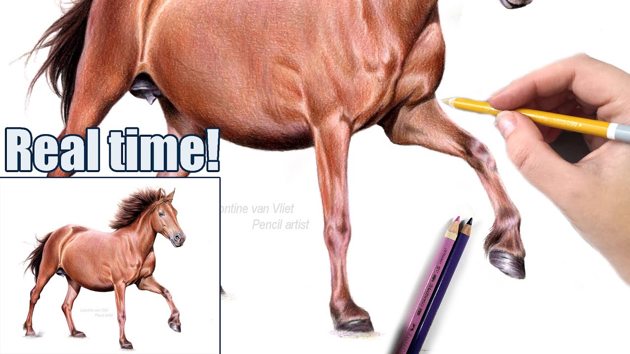 How to draw a shiny HORSE COAT with colored pencil | REAL TIME