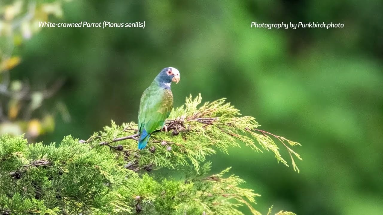 White-crowned Parrot (Pionus senilis)