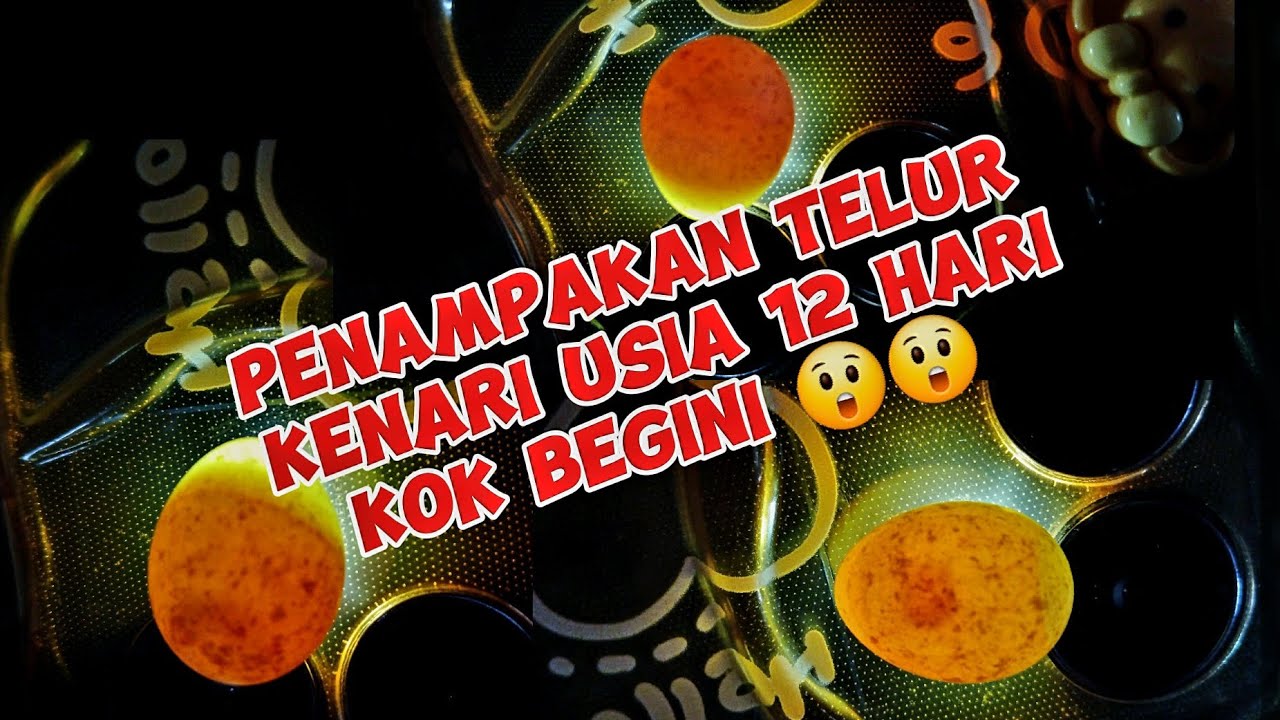 TELUR KENARI USIA 12 HARI KOK BEGINI YA  😲😲 @Ipulalam22