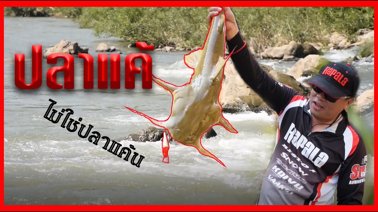 แม่น้ำเมย EP.2 ตกปลาแค้มันส์ๆ ไม่ใช่ปลาแค้นนะ +โดนกดคังสาละวินไซส์ 6 โล!!
