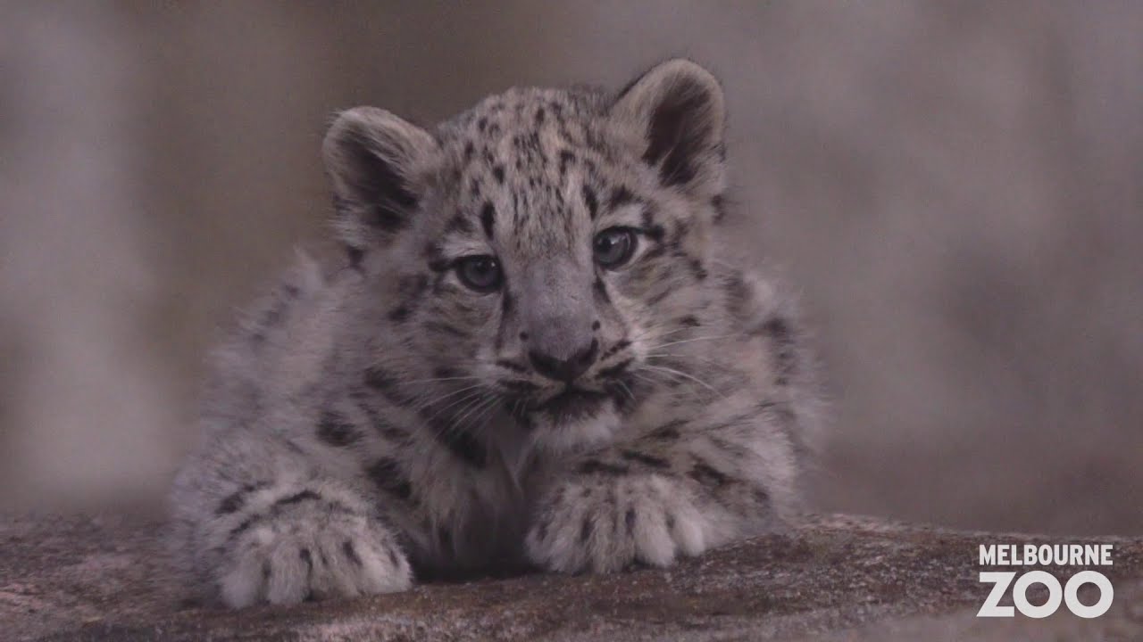Melbourne Zoo's Snow Leopard cubs are growing!