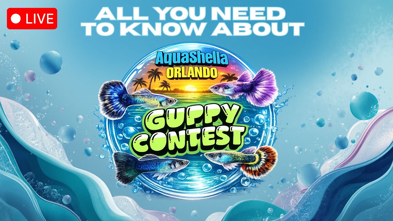 Guppy Contest at Aquashella : All you need to know!