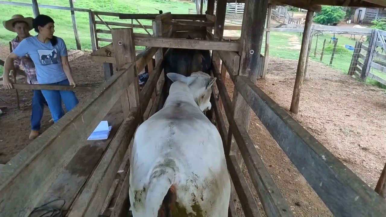 Dia de pesar novilhas pro próximo lote de vendas 🤠✨