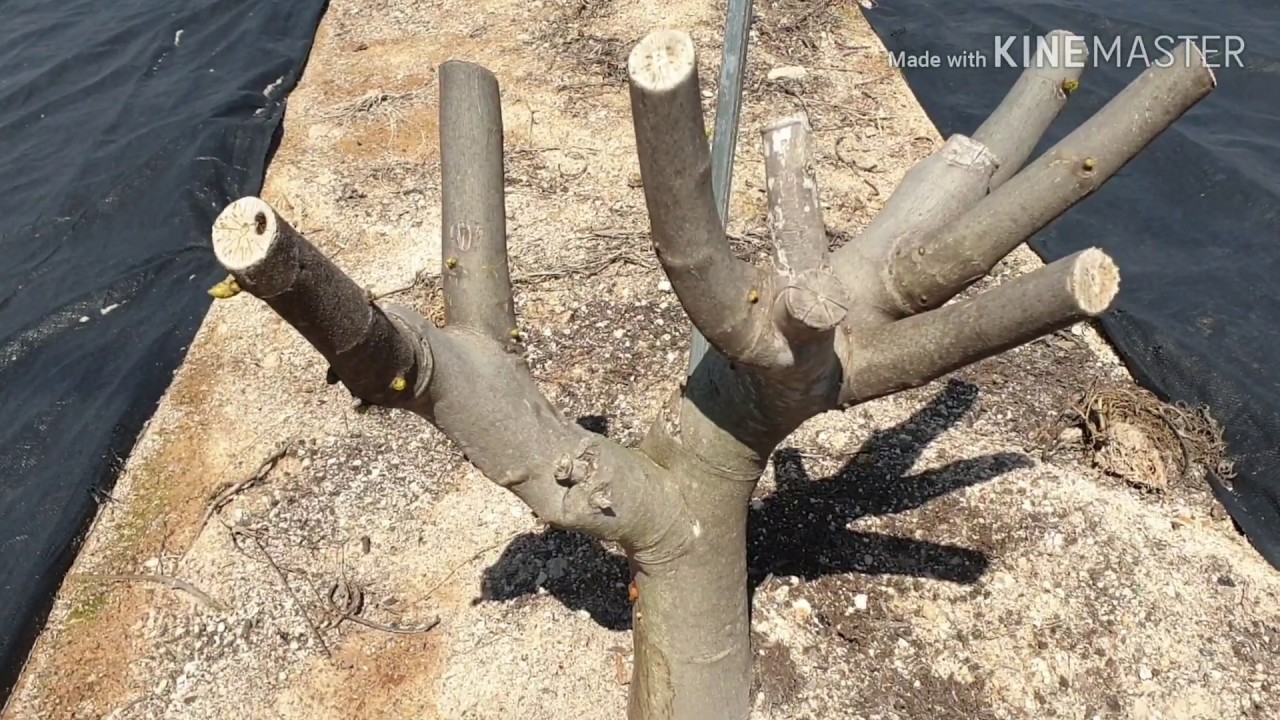 무화과 노지재배 다양한 형태 구경하기 010-4046-8585
