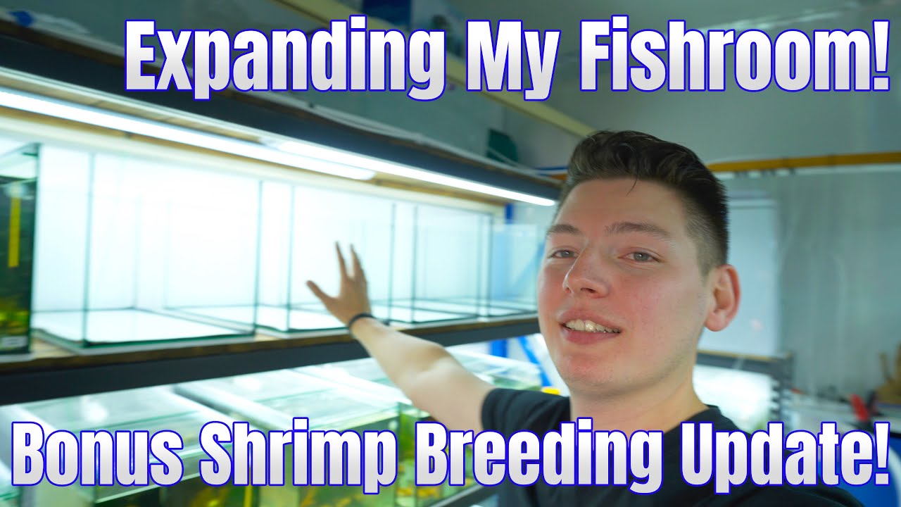 Expanding the Fishroom & Shrimp Breeding Update!
