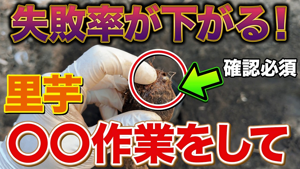 【失敗知らず】里芋栽培を成功させるなら芽出し作業をやってください