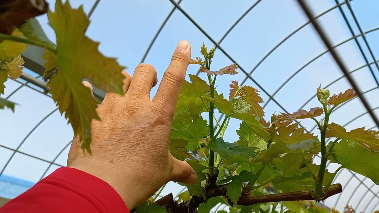 맹아부터 4~5엽기 포도원관리, 강포도농법,영광포도원