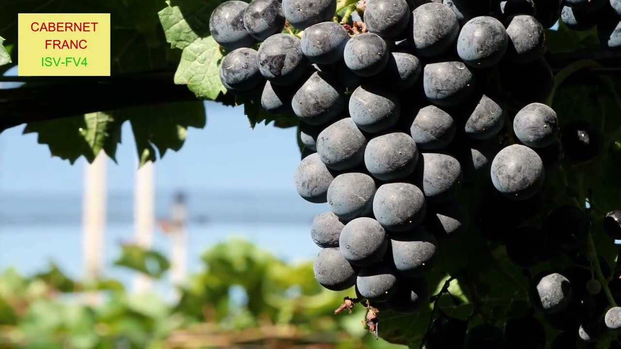 IL MONDO DEI CLONI - CABERNET FRANC ISV FV4