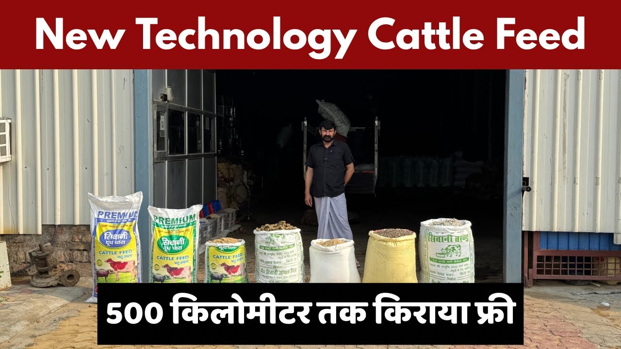 नई टेक्नोलॉजी वाली बेहतरीन Cattle Feed - 500km तक किराया फ्री - Siwani Dhood Dhara