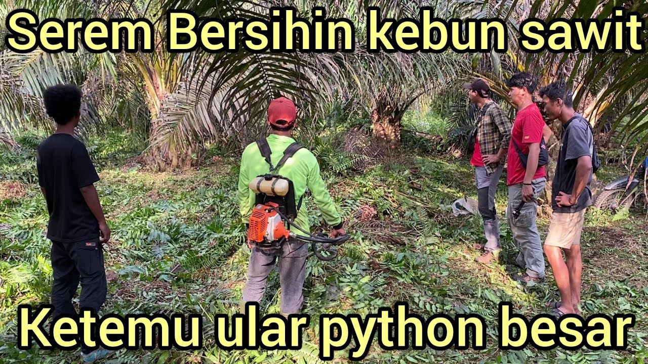 LAGI BERSIHIN KEBUN SAWIT WARGA TIBA-TIBA MELIHAT ULAR PYTHON BESAR MELINGKAR