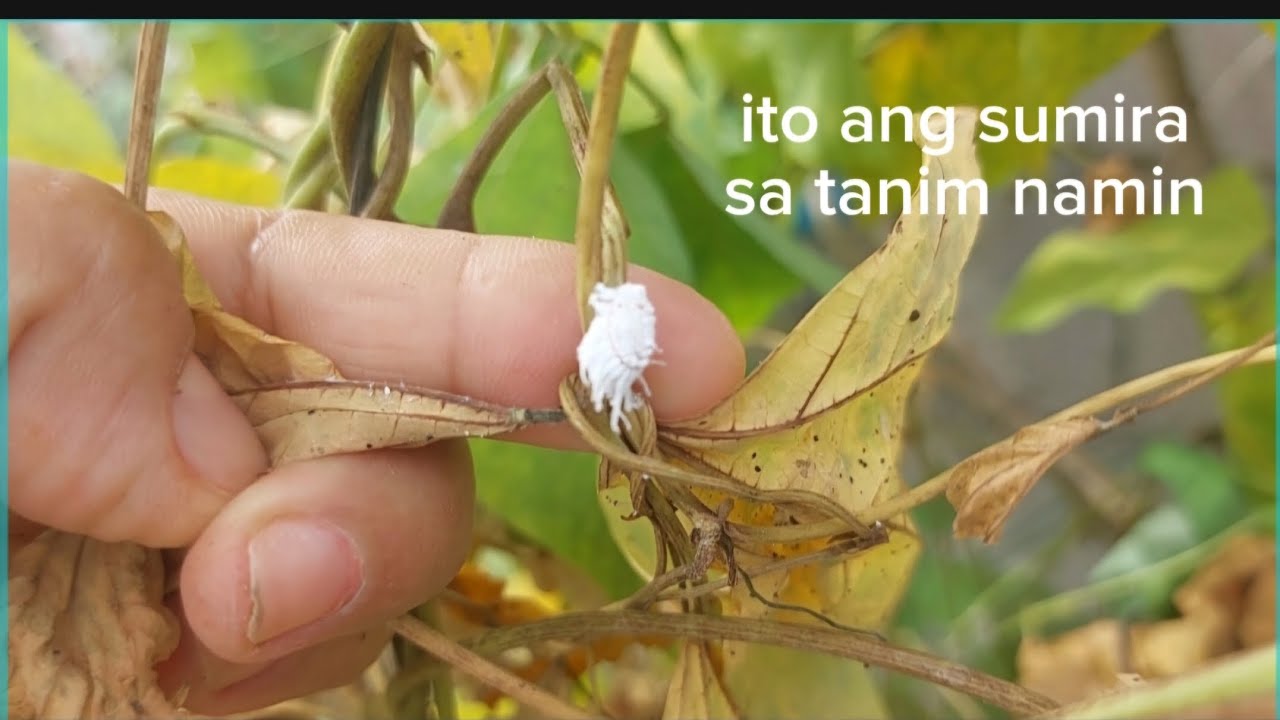 ITO ANG SUMIRA SA PANANIM