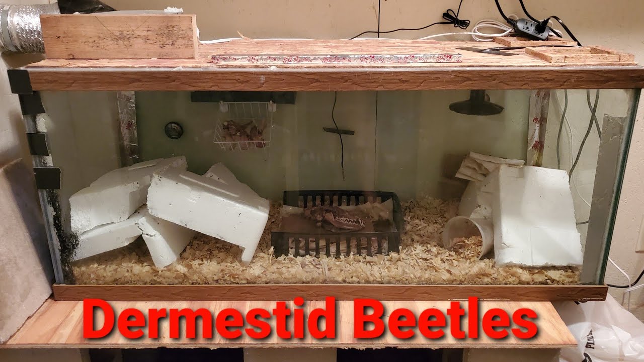 Dermestid beetle tank setup