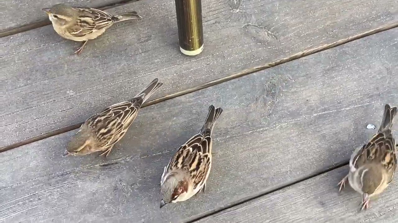 Birdslovers!! Enjoy the Sparrows who feel safe in my hand at Lunas Beach bar 