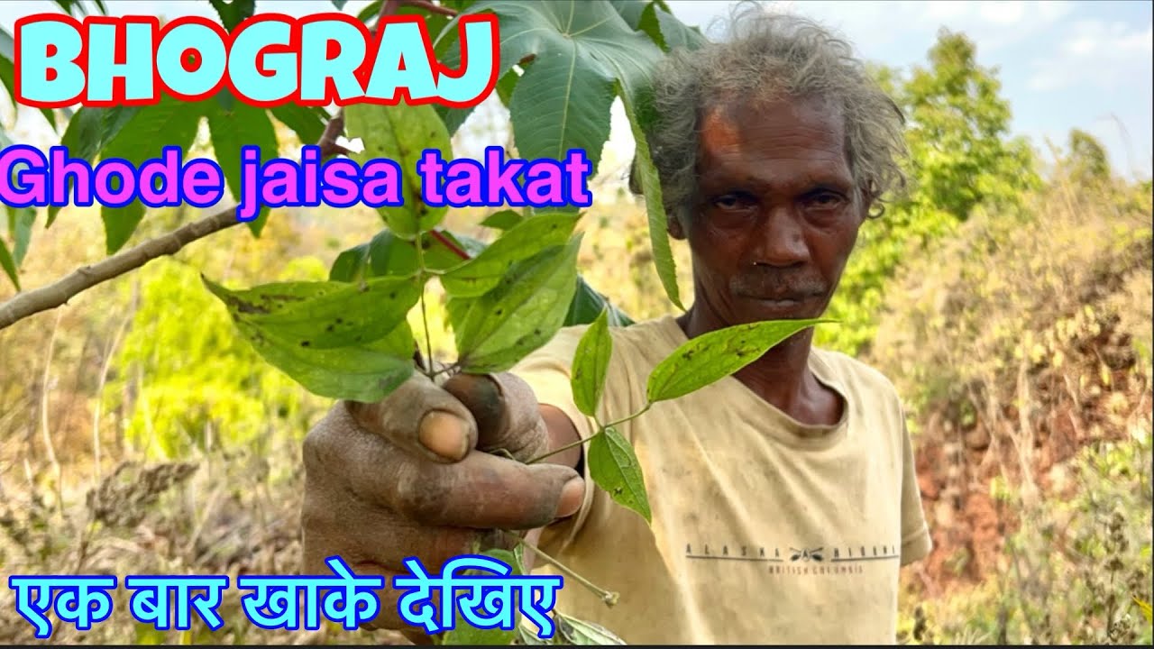 ये है असली भोगराज खाते ही तबाही मचा देगा ।।बैगानी जड़ी के पावर ।।वीडियो को बच्चे ना देखें ।। 😔😉