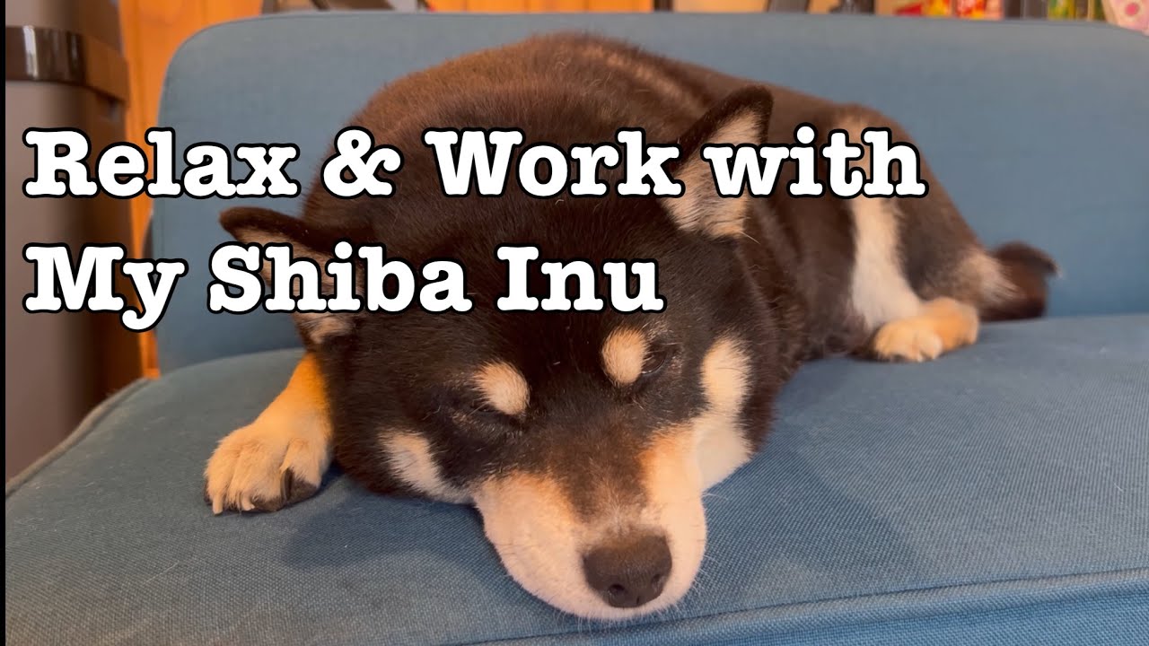 Relax & Work with My Shiba Inu｜静かに眠る10分