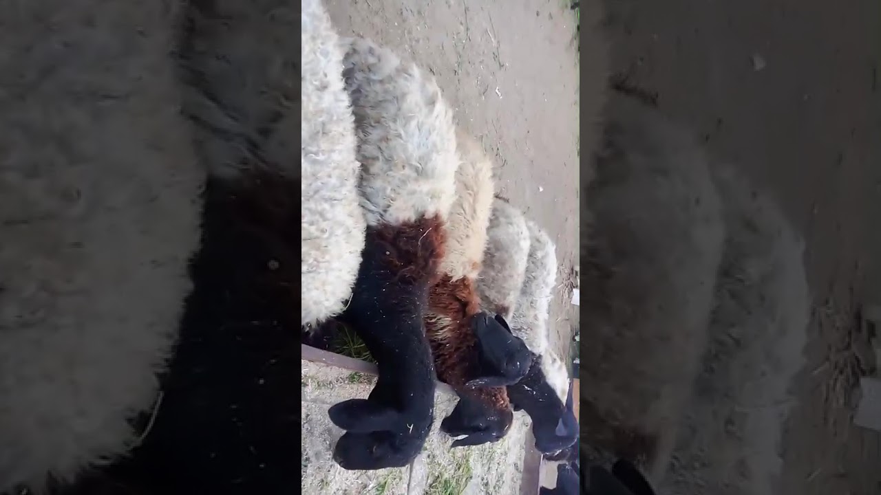 #سوق_المواشي اسعار الاغنام من سوق الاربع الفيوم ٤/٢/٢٠٢٦