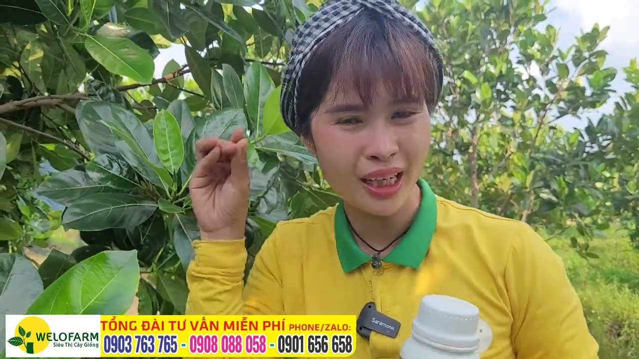 KỸ THUẬT LÀM MÍT RA TRÁI ĐỒNG LOẠT