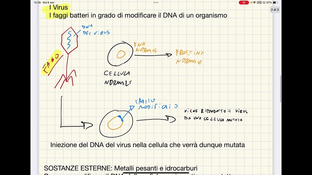 Mutagenesi: mutazioni a livello del DNA