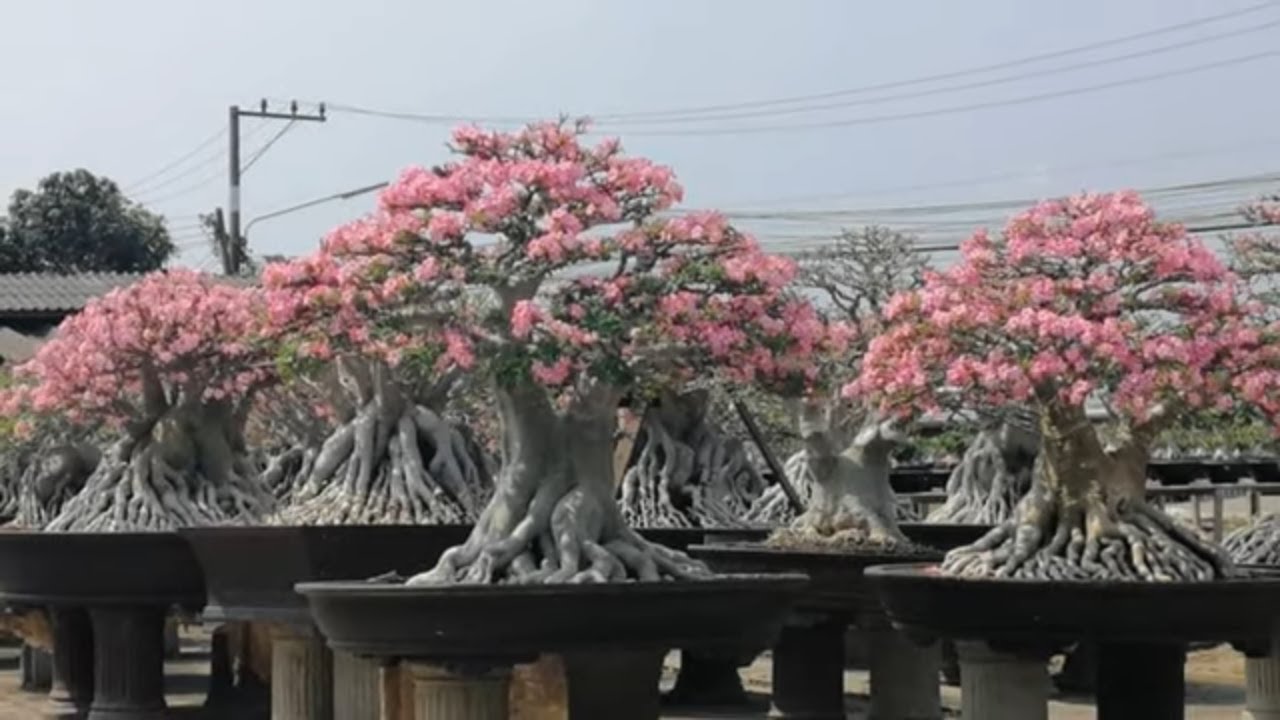 The Best bonsai Adenium in the World part 1