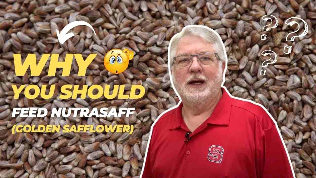 Why You Will Love Feeding NutraSaff (Golden Safflower)