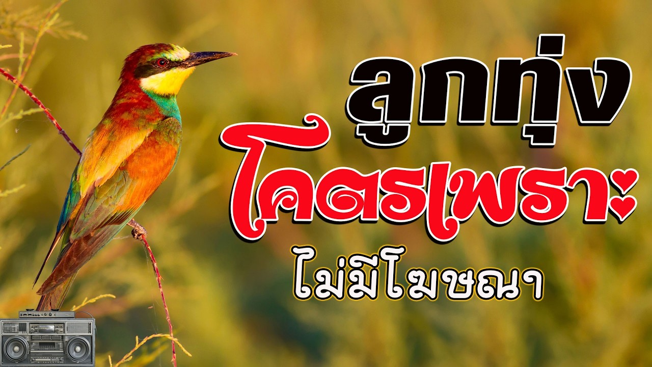 ลูกทุ่งรวมเพลงเพราะมาก : รวมเพลง ลูกทุ่งฮิตที่สุด ฟังต่อเนื่อง #เพลงลูกทุ่งมาแรง ไม่มีโฆษณา