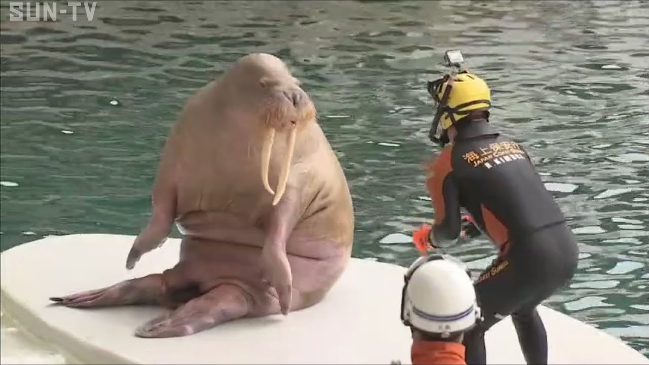 セイウチと相撲し海に転落！？城崎マリンワールドで救難訓練