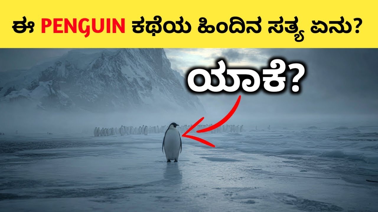 Viral Penguin Video Explained in Kannada| ಪೆಂಗ್ವಿನ್ ಏಕೆ ಪರ್ವತದ ಕಡೆಗೆ ಹೋಯ್ತು? | You Kannada