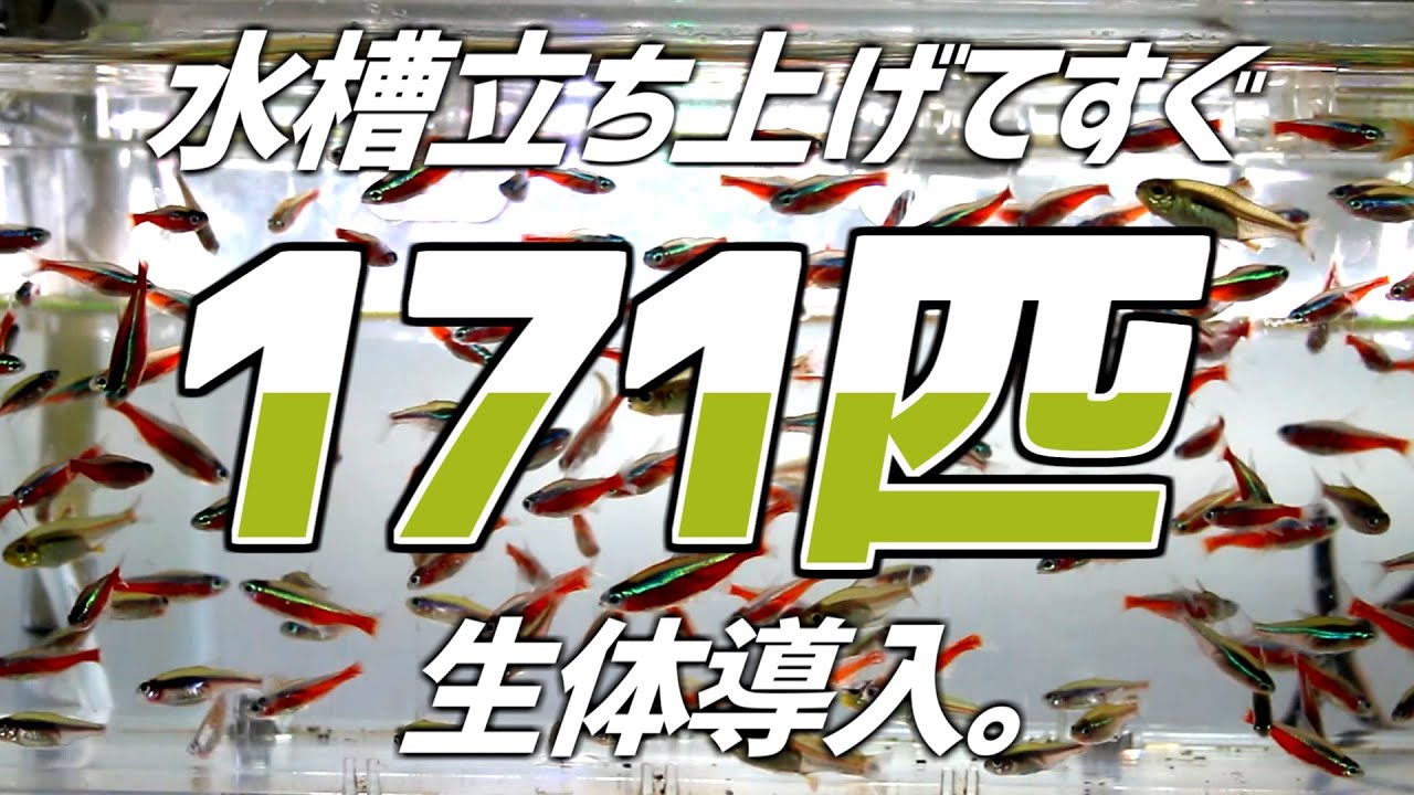 【一発立ち上げ】水槽立ち上げ後すぐに大量の生体を入れる方法を教えます。#102【アクアリウム】