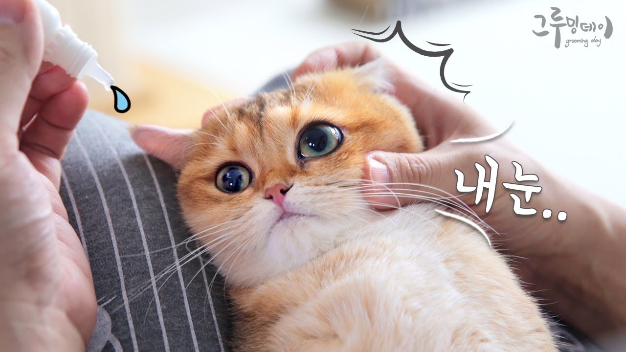 고양이 베리의 눈이 이상해요