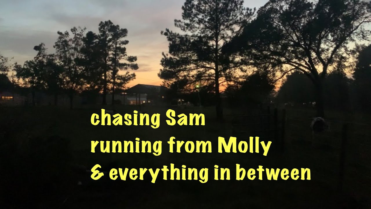 Chasing Sam &                                  Running from Molly