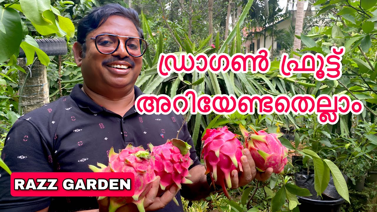 ഡ്രാഗൺ ഫ്രൂട്ട് അറിയേണ്ടതെല്ലാം Dragon fruit care and  propagation