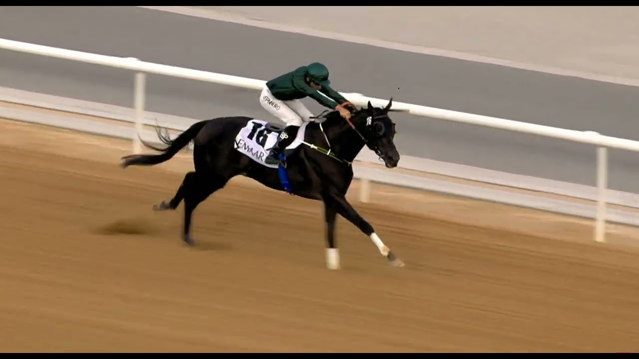 2025/11/31/R1 Bernardo Pinheiro/Smart System/Age5/T. A Badwai/@im7f 1400m  ( Dirt) Meydan