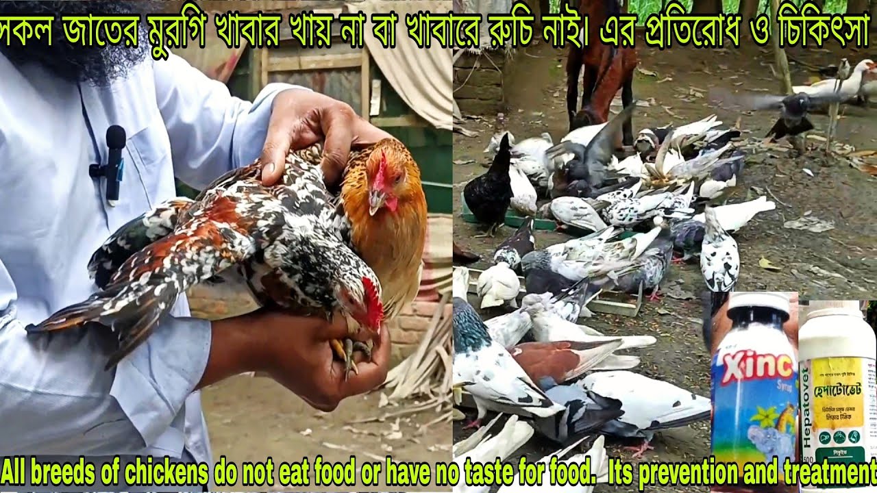 মুরগী খাবার খায় না, এর চিকিৎসা Chicken does not eat food, its treatment