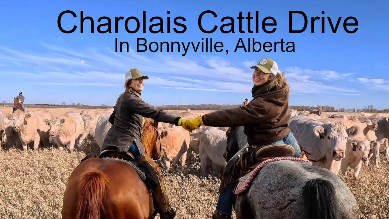 Cattle Drive at the Tellier Bar LD Ranch | Bonnyville, Alberta