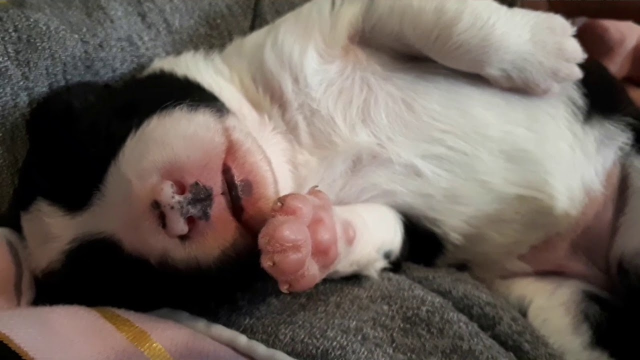 Border Collie Welpen Woche 2