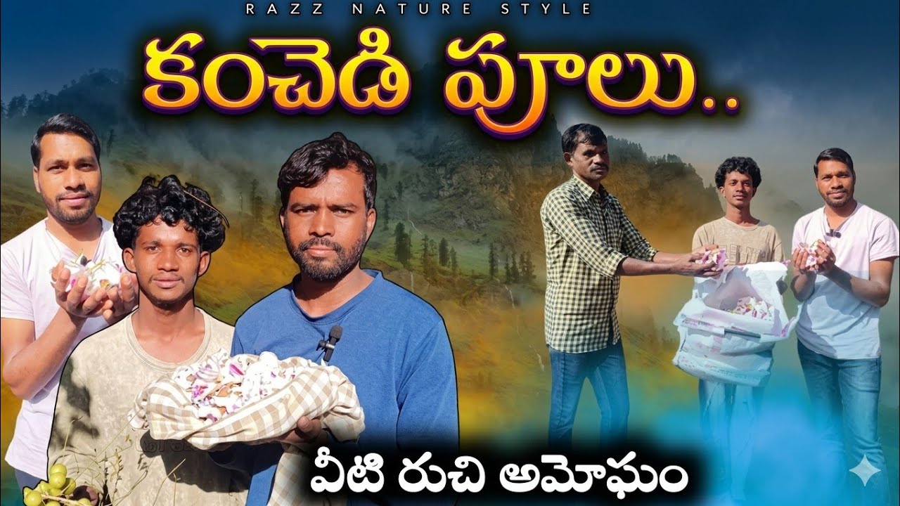 కంచెడి పూలు సేకరణ, గిరిజనులు ఇష్టంగా తినే పువ్వులు#Tribalfood#triballife#Paderu#araku#Nature#Culture