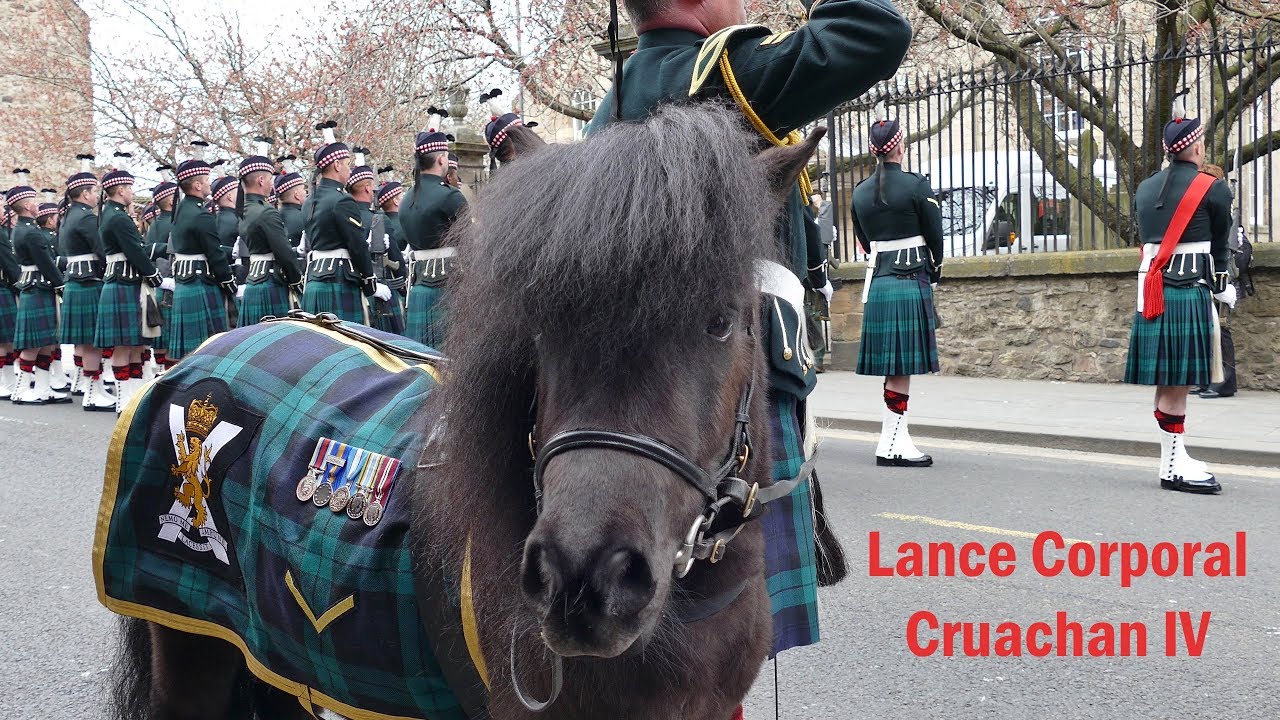 Lance Corporal Cruachan IV - Mascot of The Royal Regiment of Scotland [4K/UHD]