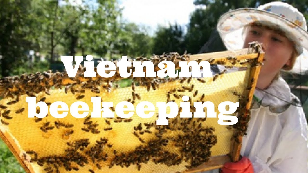 Journey through Vietnam - Meet beekeepers & learn about beekeeping