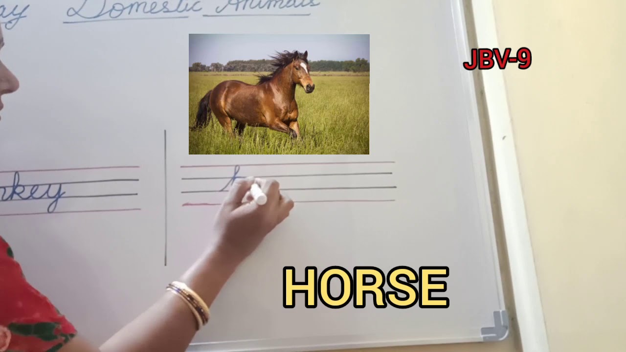 DOMESTIC ANIMALS DONKEY and HORSE