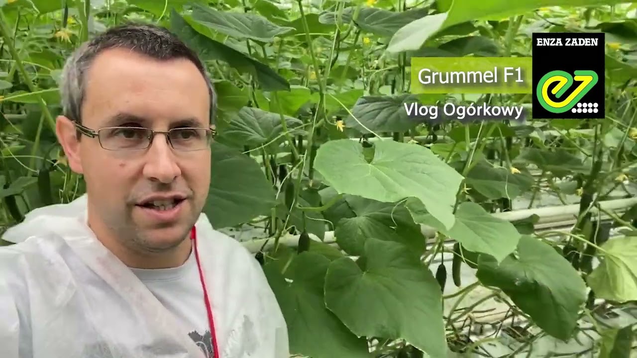 Enza Zaden: Grummel F1 - vlog og&oacute;rkowy odcinek nr 8 🥒