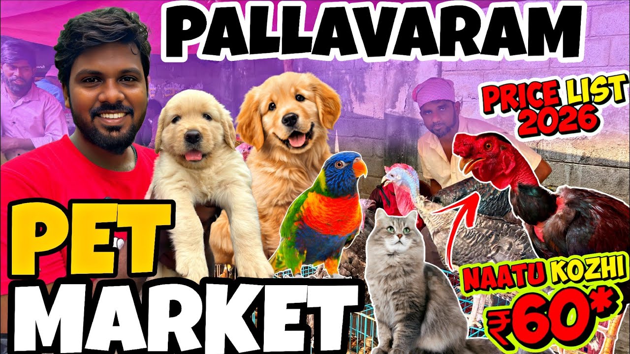 Pallavaram Friday Pet Market Vera Level Price! Chicken 100Rs |🔥 Cat, Dog lam Low Price 😱#petlovers 