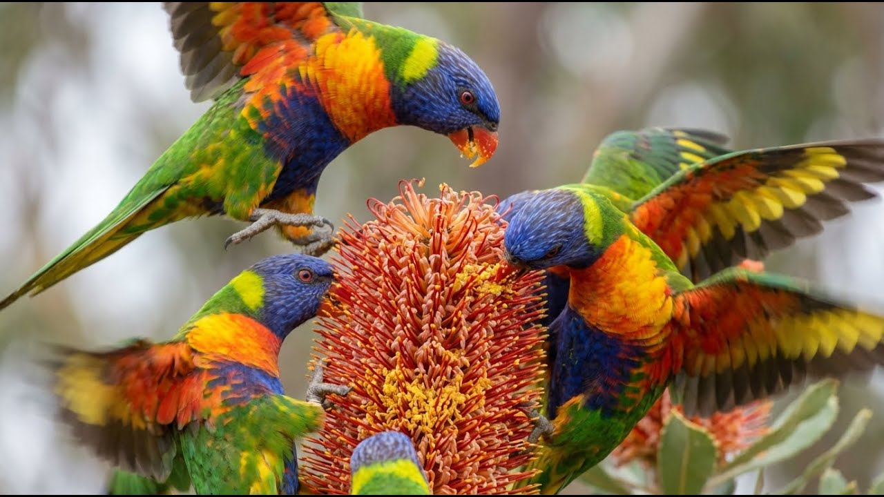 Rare Birds of the World | Hidden Lives, Flight & Survival | Cinematic Wildlife Documentary