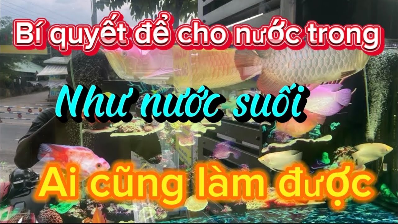 Bí quyết để cho nước bể cá trong như nước suối -không có mùi tanh hôi | Ai cũng làm được