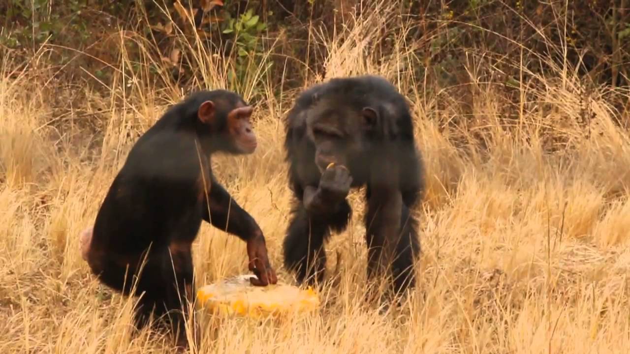 What do chimps do with a massive block of ice?