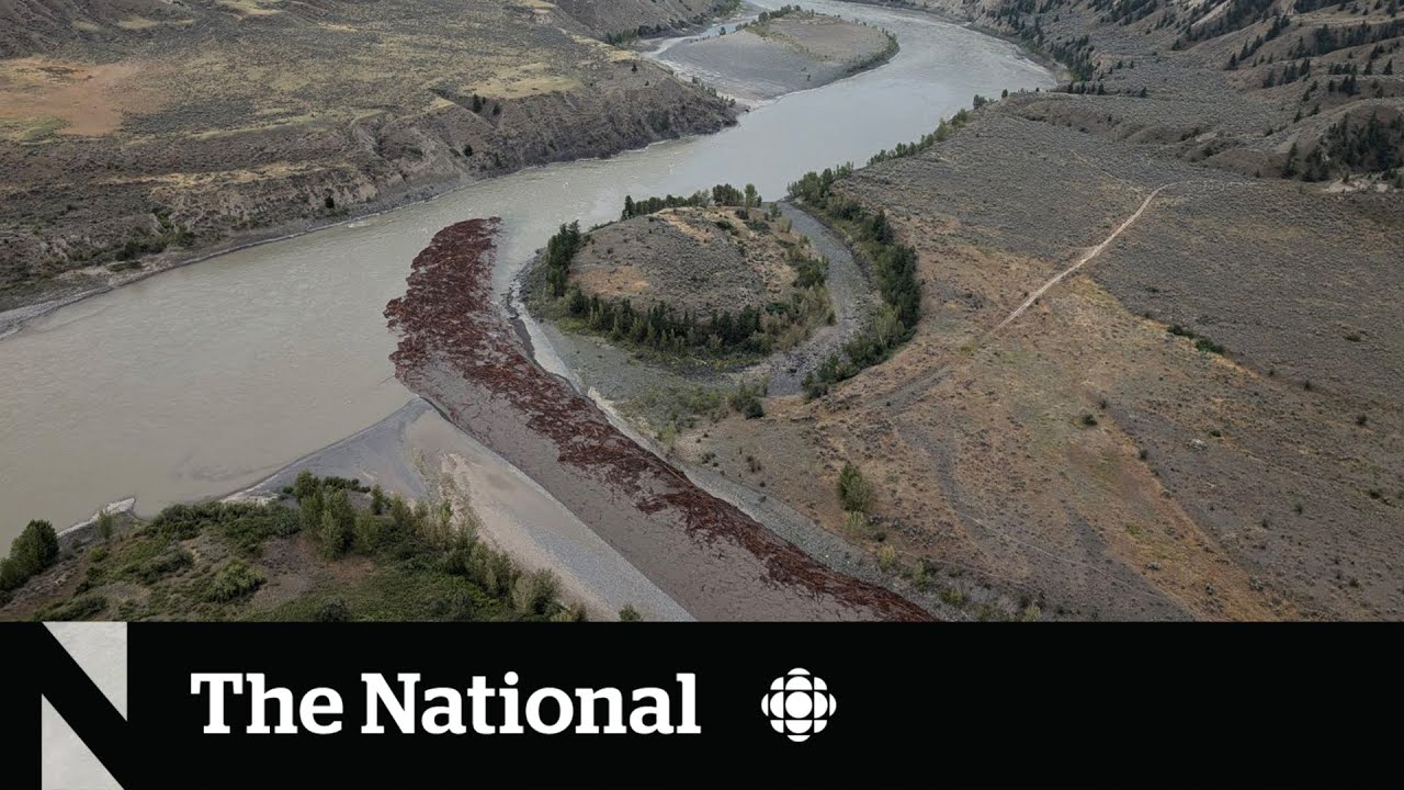 Chilcotin landslide could impact B.C. salmon migration