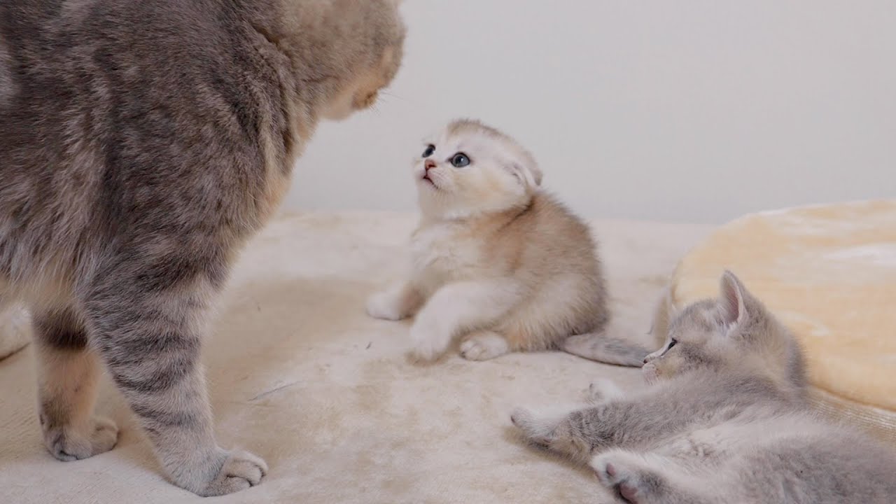 母猫が「寝なさい！」と言うと素直に寝ちゃう子猫がかわいい。