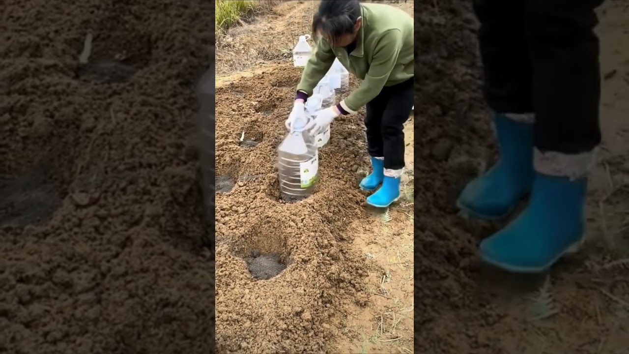 Technique for applying soil to the base of small vegetable seedlings