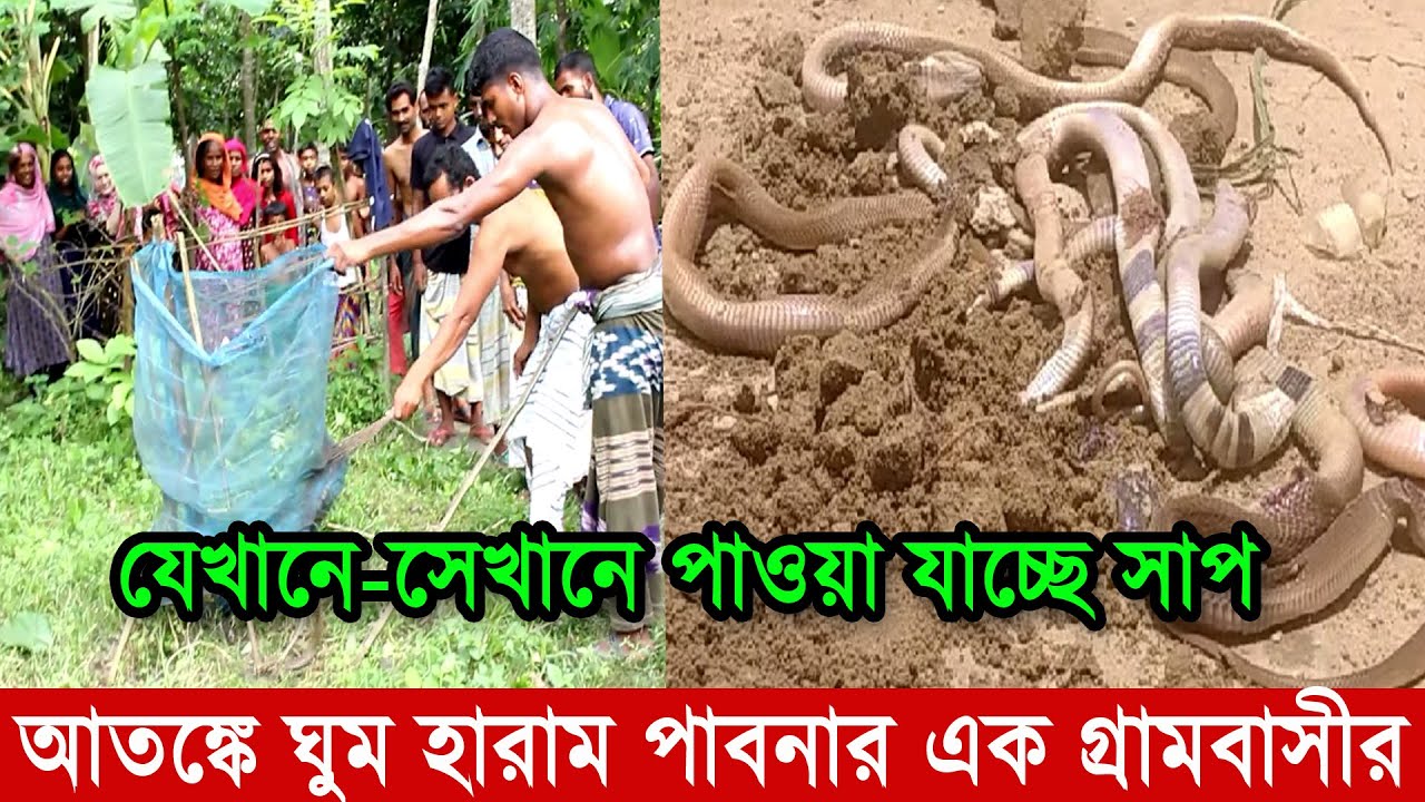 ছড়িয়ে পড়ছে বিষাক্ত সাপ | আতঙ্কে ঘুম হারাম গ্রামবাসীর সাপ ধরার ভিডিও | রাসেল ভাইপার Russell’s Viper